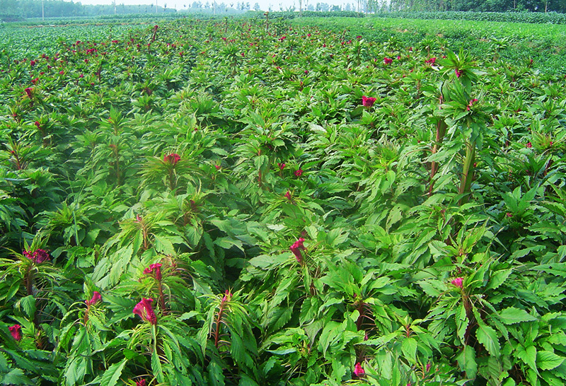 幹花(huā)完全指南(nán)：從(cóng)制(zhì)作(zuò)到(dào)應用(yòng)的(de)浪漫美(měi)學
